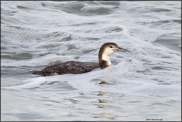 _2SB4586 common loon in the surf.jpg